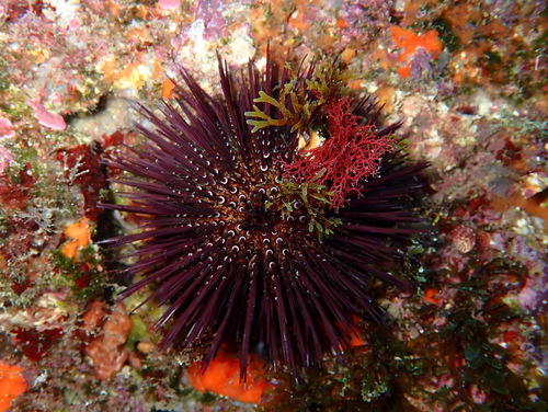 Atlantic Purple Sea Urchin, photo 3 of 9