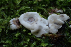 Kretzschmaria deusta