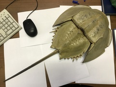 Tachypleus tridentatus