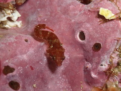 Apletodon