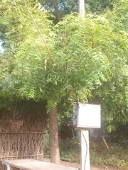 Azadirachta indica