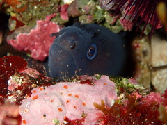 Muraena helena