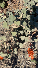 Malvella leprosa