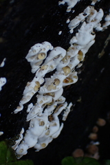 Kretzschmaria deusta