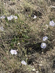 Ipomoea lindheimeri