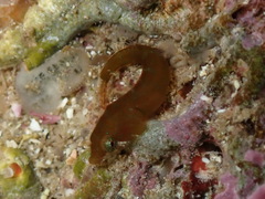 Apletodon