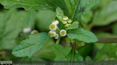 Dichrocephala integrifolia