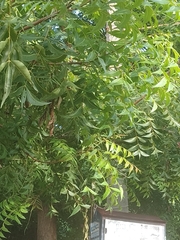 Azadirachta indica