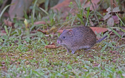 Burmeister's Cotton Rat (Sigmodon hirsutus)