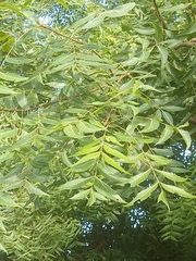 Azadirachta indica