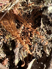 Funaria hygrometrica