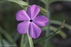 Phlox nana