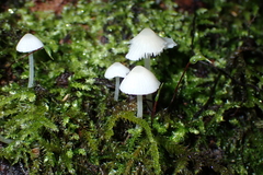 Hemimycena