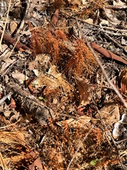 Funaria hygrometrica