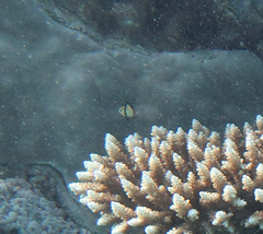 Dascyllus reticulatus