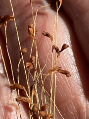 Funaria hygrometrica