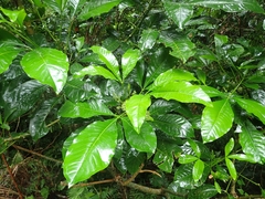 Melicope semecarpifolia