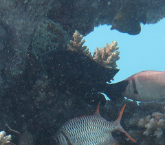 Neoglyphidodon melas