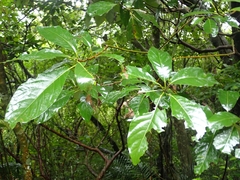 Lindera megaphylla