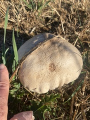 Calvatia craniiformis