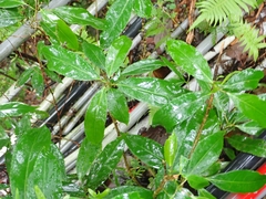 Turpinia formosana