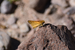 Hylephila phyleus phyleus