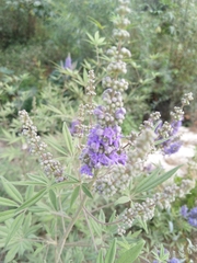 Vitex agnus-castus