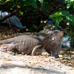 Iguana iguana iguana