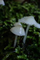 Hemimycena