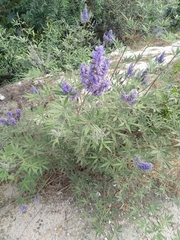 Vitex agnus-castus