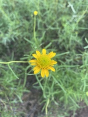 Sidneya