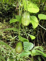 Passiflora alata