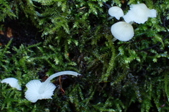 Hemimycena