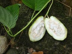Passiflora alata