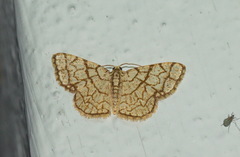 Heterostegane warreni