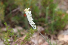 Stackhousia monogyna