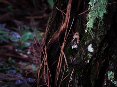 Theloderma albopunctatum