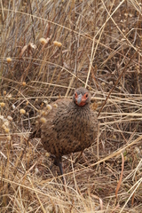 Pternistis swainsonii swainsonii