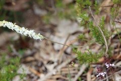 Stackhousia monogyna