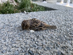 Ammodramus savannarum