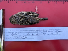 Ammodramus savannarum