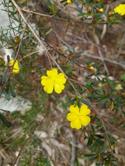 Hibbertia linearis