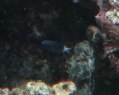Pycnochromis margaritifer