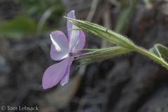 Phlox nana