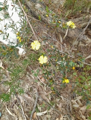 Hibbertia linearis