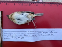 Ammodramus savannarum