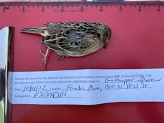 Ammodramus savannarum