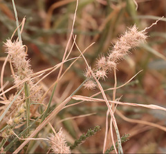 Cenchrus longispinus