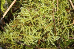 Sanionia uncinata