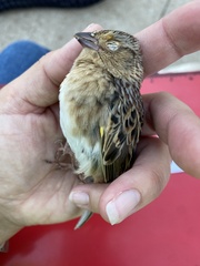 Ammodramus savannarum